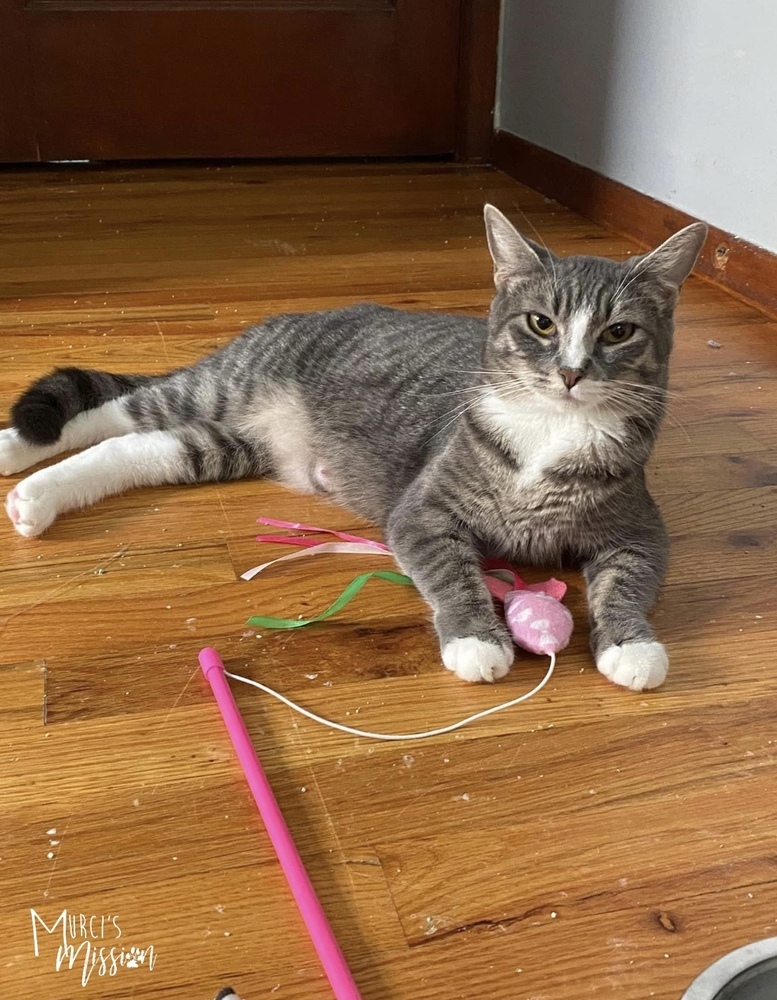 Lady Gaga, an adoptable Domestic Short Hair in Spokane , WA, 99209 | Photo Image 1