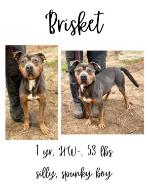 Brisket, Adult Male unknown