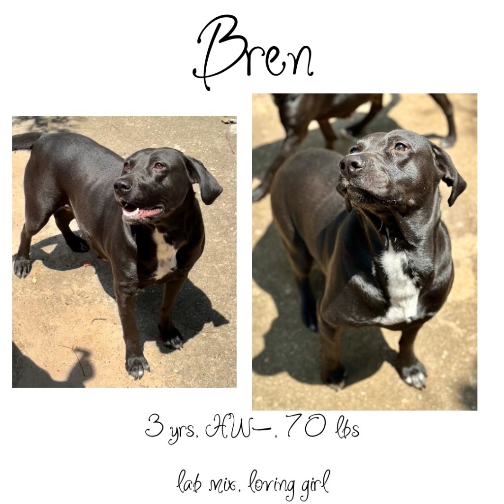 Bren