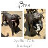 Bren photo 1