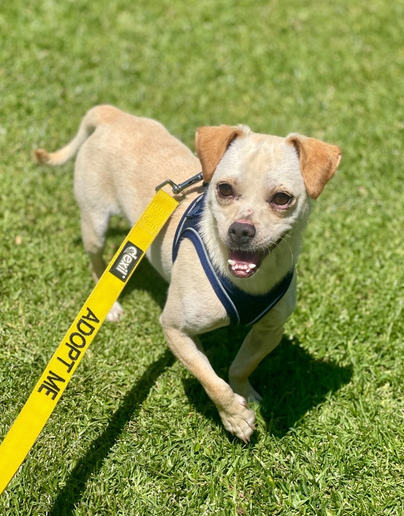 Torrin, an adoptable Mixed Breed in Thousand Oaks, CA, 91360 | Photo Image 1