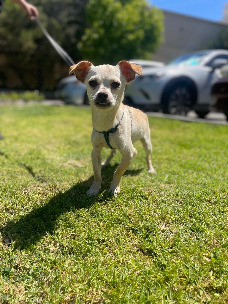 Torrin, an adoptable Mixed Breed in Thousand Oaks, CA, 91360 | Photo Image 2