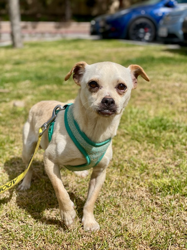 Torrin, an adoptable Mixed Breed in Thousand Oaks, CA, 91360 | Photo Image 3