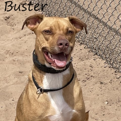 Buster 240414, an adoptable Mixed Breed in Escanaba, MI, 49829 | Photo Image 1