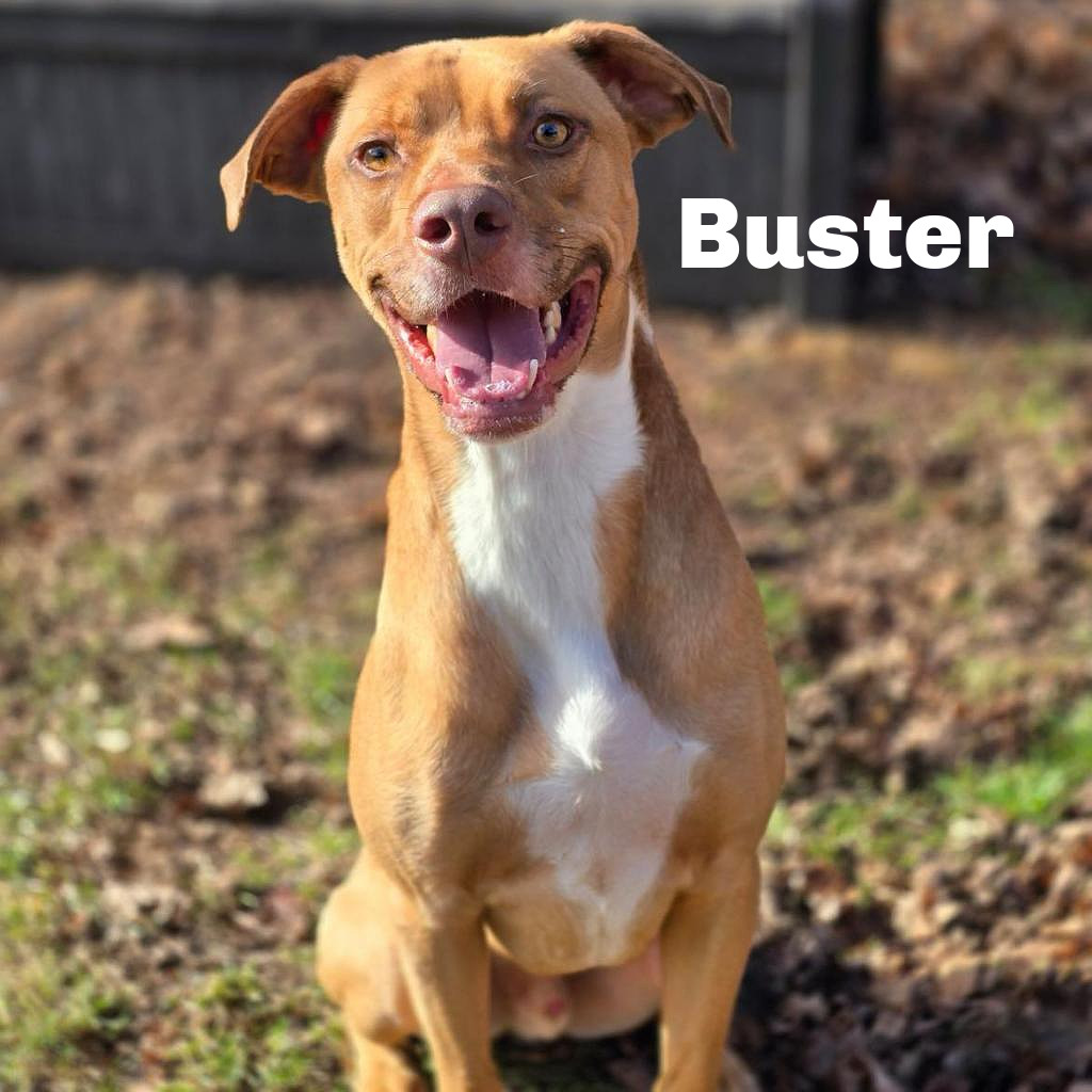 Buster 240414, an adoptable Mixed Breed in Escanaba, MI, 49829 | Photo Image 1