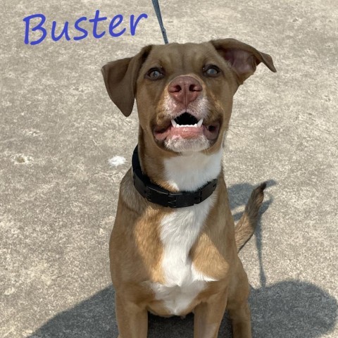 Buster 240414, an adoptable Mixed Breed in Escanaba, MI, 49829 | Photo Image 2