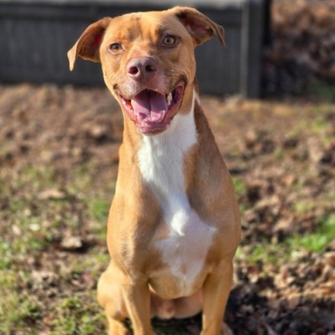 Buster 240414, an adoptable Mixed Breed in Escanaba, MI, 49829 | Photo Image 2