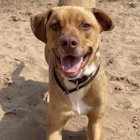 Buster 240414, an adoptable Mixed Breed in Escanaba, MI, 49829 | Photo Image 3