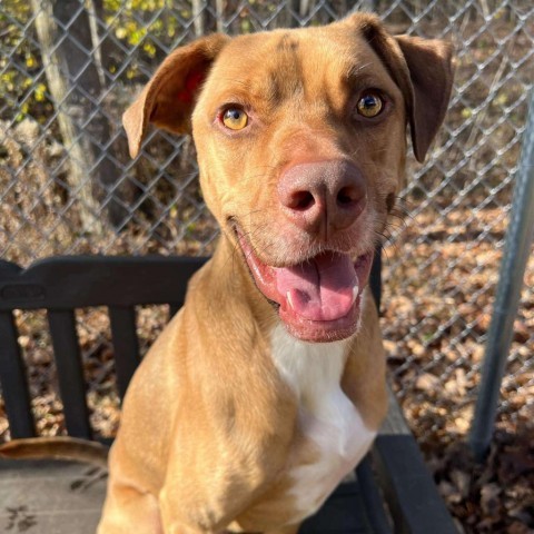 Buster 240414, an adoptable Mixed Breed in Escanaba, MI, 49829 | Photo Image 3