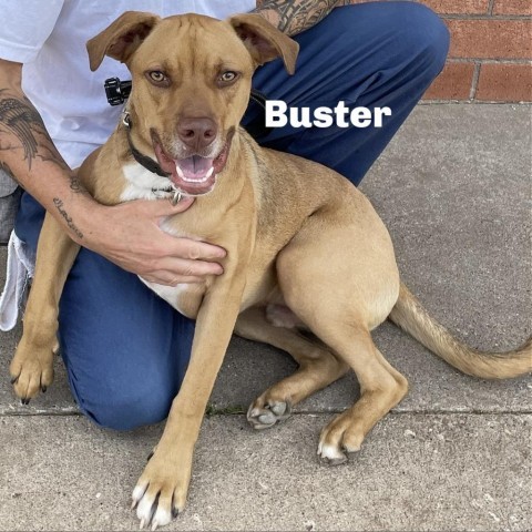 Buster 240414, an adoptable Mixed Breed in Escanaba, MI, 49829 | Photo Image 4