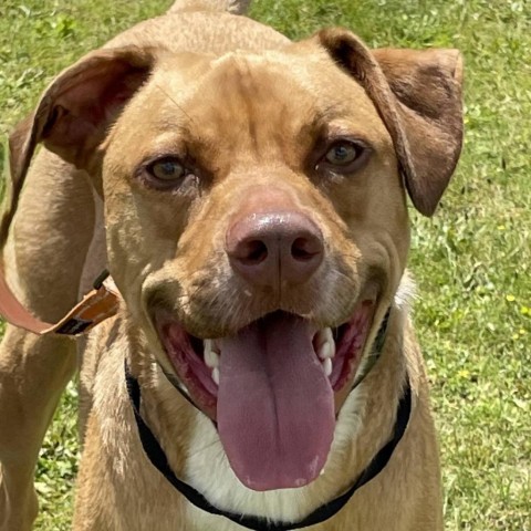 Buster 240414, an adoptable Mixed Breed in Escanaba, MI, 49829 | Photo Image 4