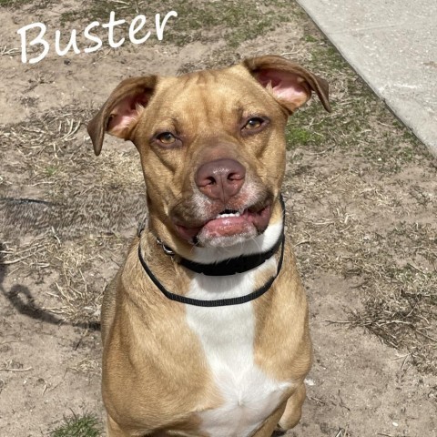 Buster 240414, an adoptable Mixed Breed in Escanaba, MI, 49829 | Photo Image 6