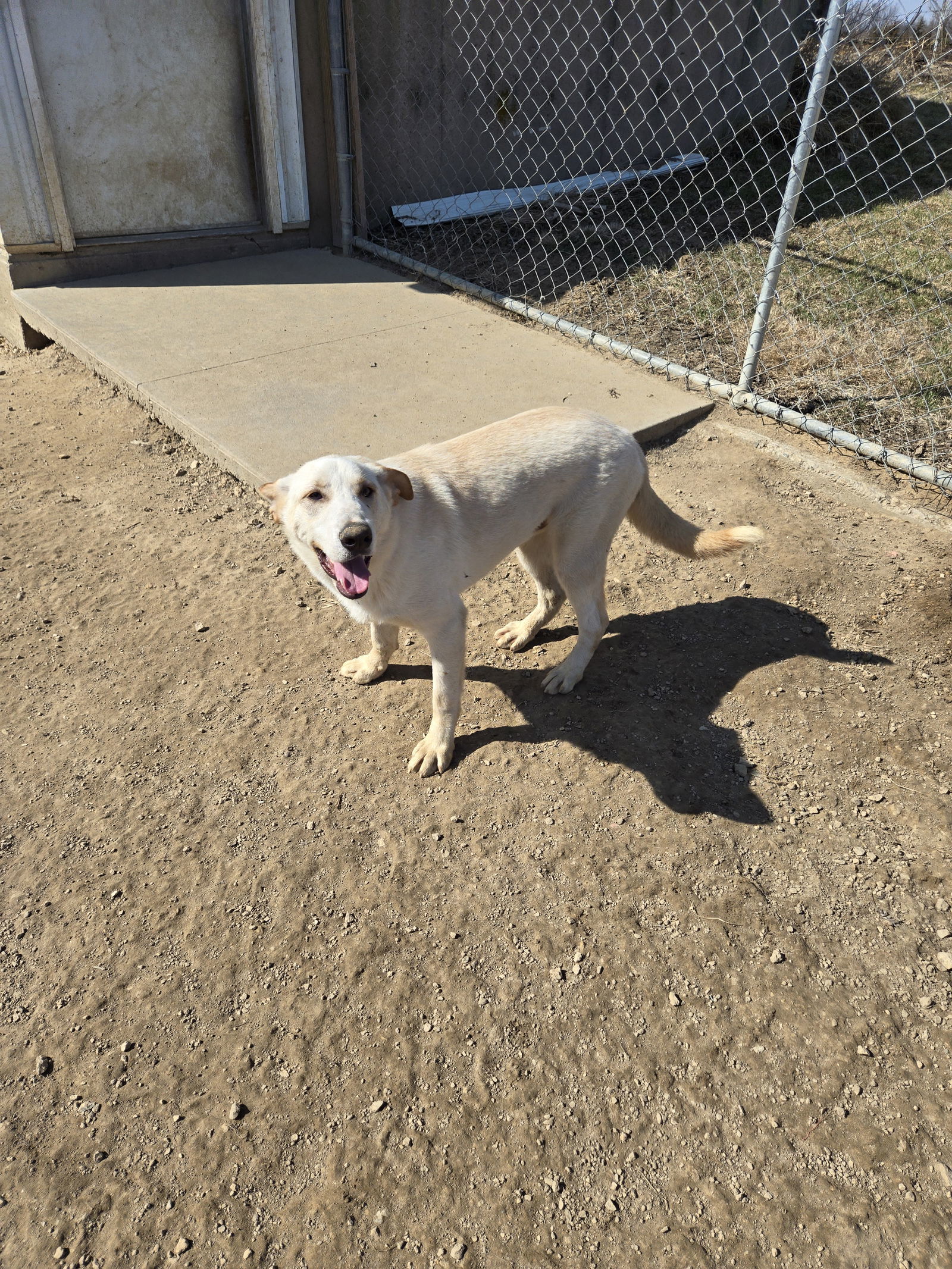 Odie, an adoptable Retriever in Maquoketa, IA, 52060 | Photo Image 1