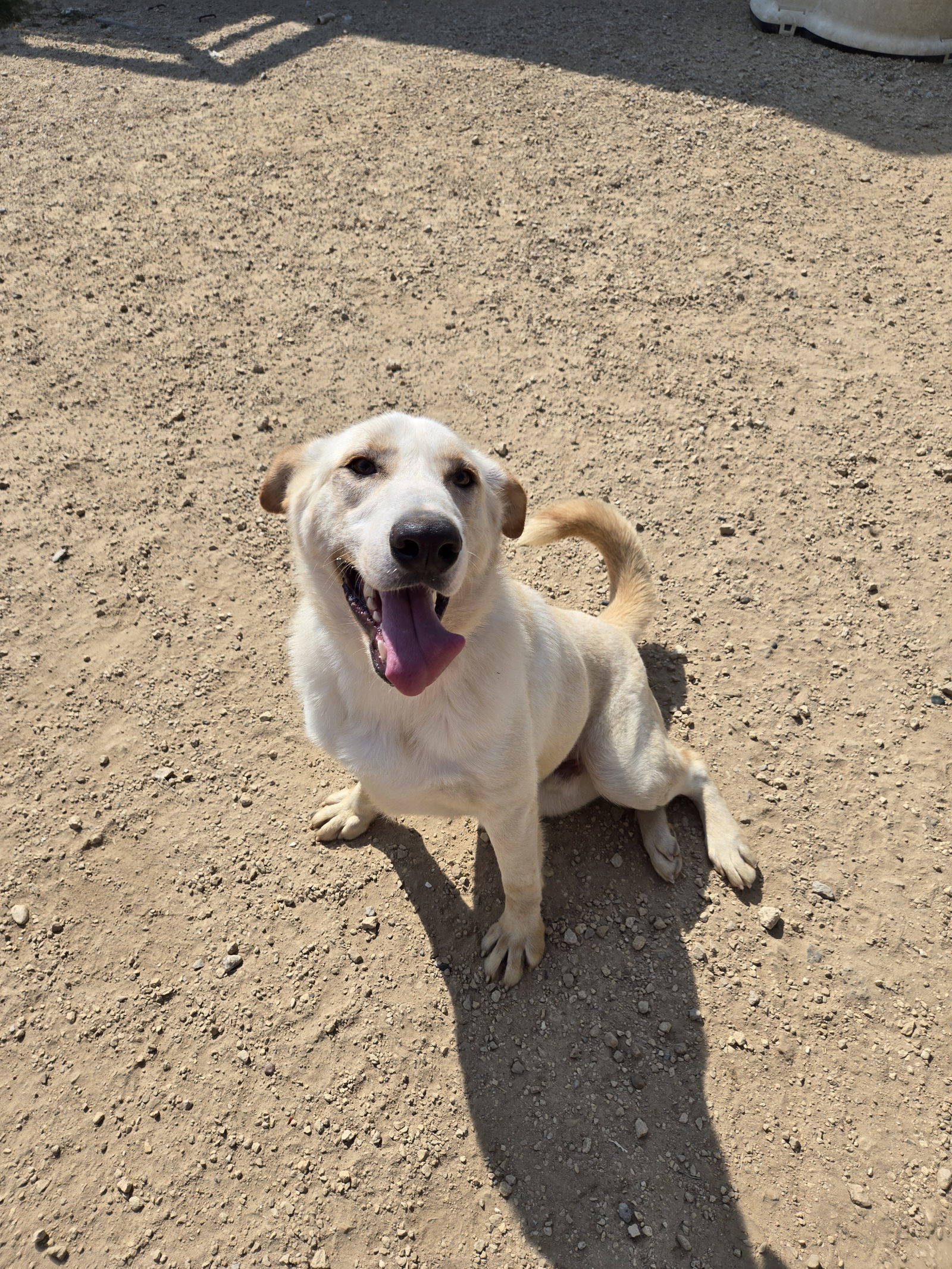Odie, an adoptable Retriever in Maquoketa, IA, 52060 | Photo Image 1