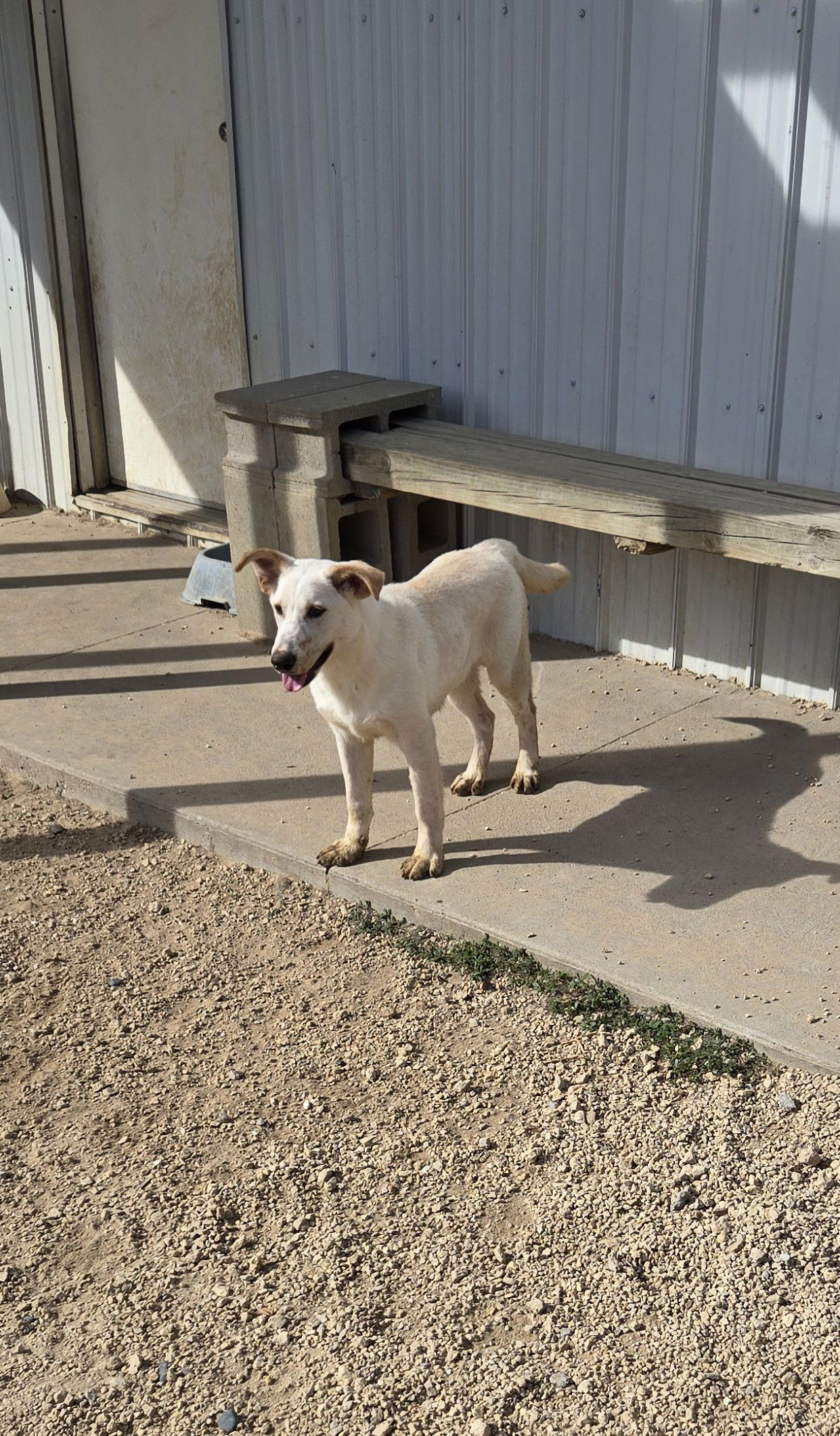 Odie, an adoptable Retriever in Maquoketa, IA, 52060 | Photo Image 3