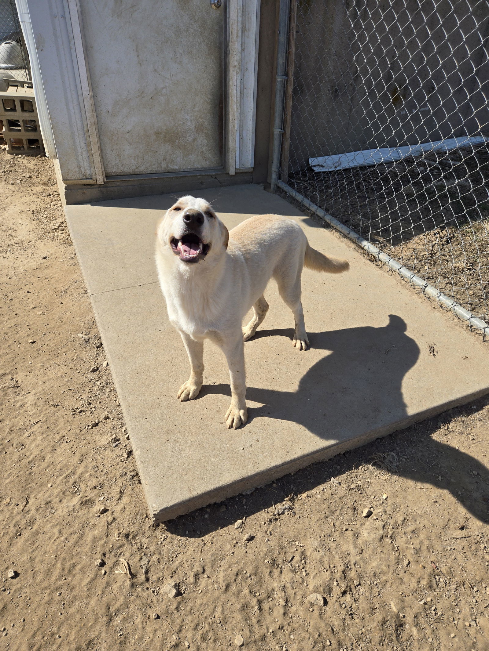 Odie, an adoptable Retriever in Maquoketa, IA, 52060 | Photo Image 3