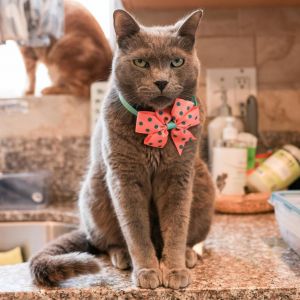 Corvette is a distinguished gray guy famous in our kitten nursery thanks to a personality as unique
