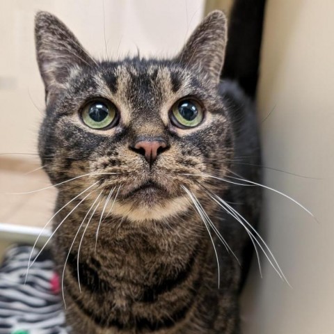 Baby, an adoptable Domestic Short Hair in Thomaston, ME, 04861 | Photo Image 1