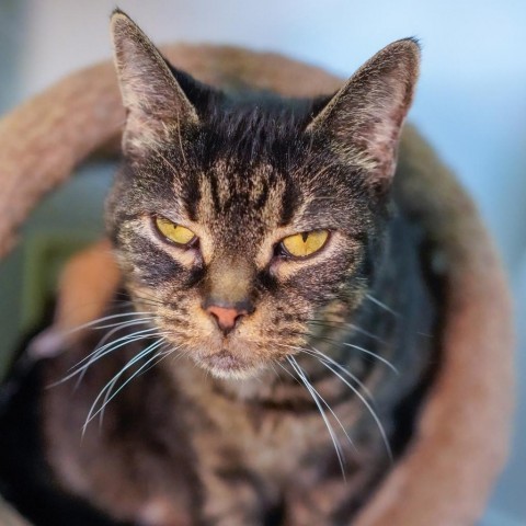 Baby, an adoptable Domestic Short Hair in Thomaston, ME, 04861 | Photo Image 2