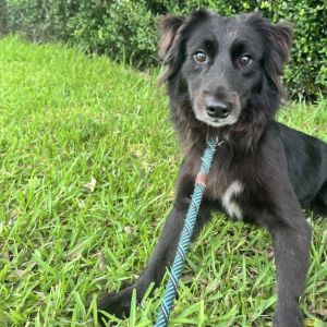 Earl, Adult Male Labrador Retriever