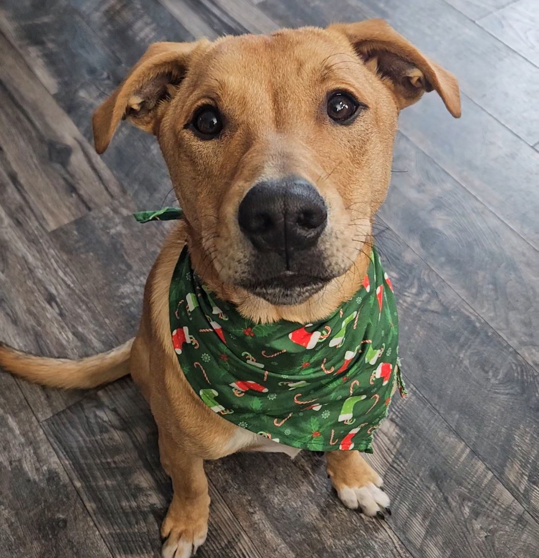 Nugget, an adoptable Shepherd in Brooklyn Center, MN, 55429 | Photo Image 1