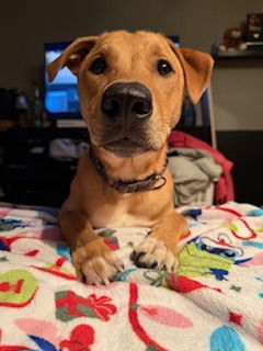 Nugget, an adoptable Shepherd in Brooklyn Center, MN, 55429 | Photo Image 2