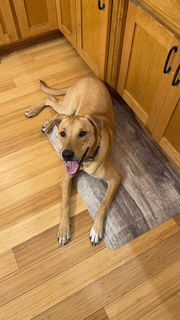 Nugget, an adoptable Shepherd in Brooklyn Center, MN, 55429 | Photo Image 3