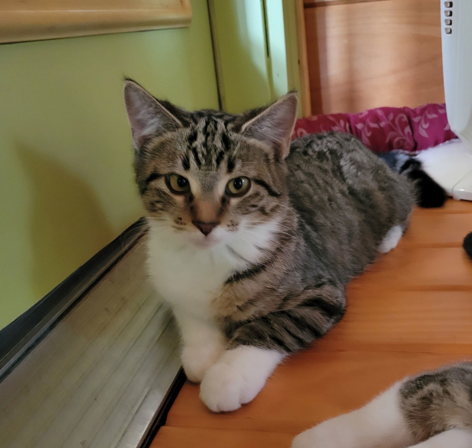 Clover, an adoptable Tabby, Domestic Short Hair in Traverse City, MI, 49686 | Photo Image 1