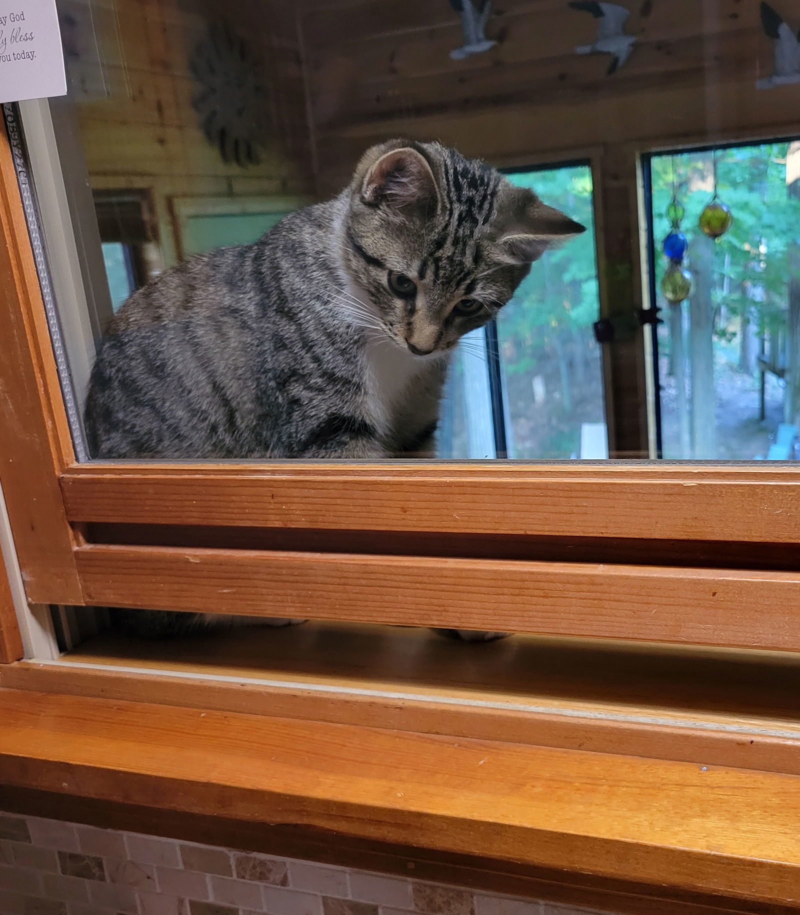 Clover, an adoptable Tabby, Domestic Short Hair in Traverse City, MI, 49686 | Photo Image 2