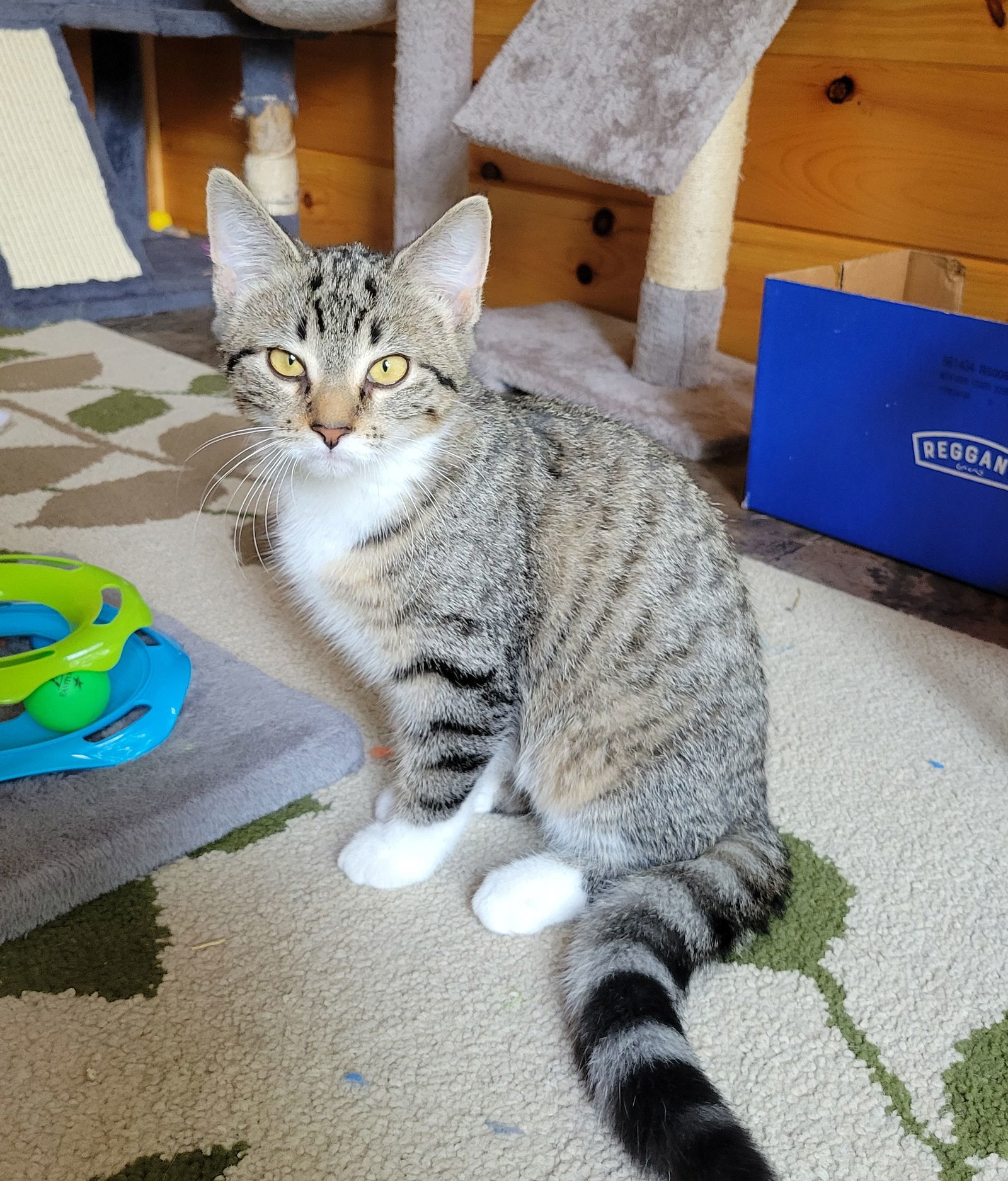 Clover, an adoptable Tabby, Domestic Short Hair in Traverse City, MI, 49686 | Photo Image 3