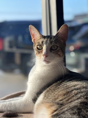 Shiloh