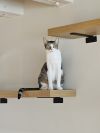 Shiloh photo 6