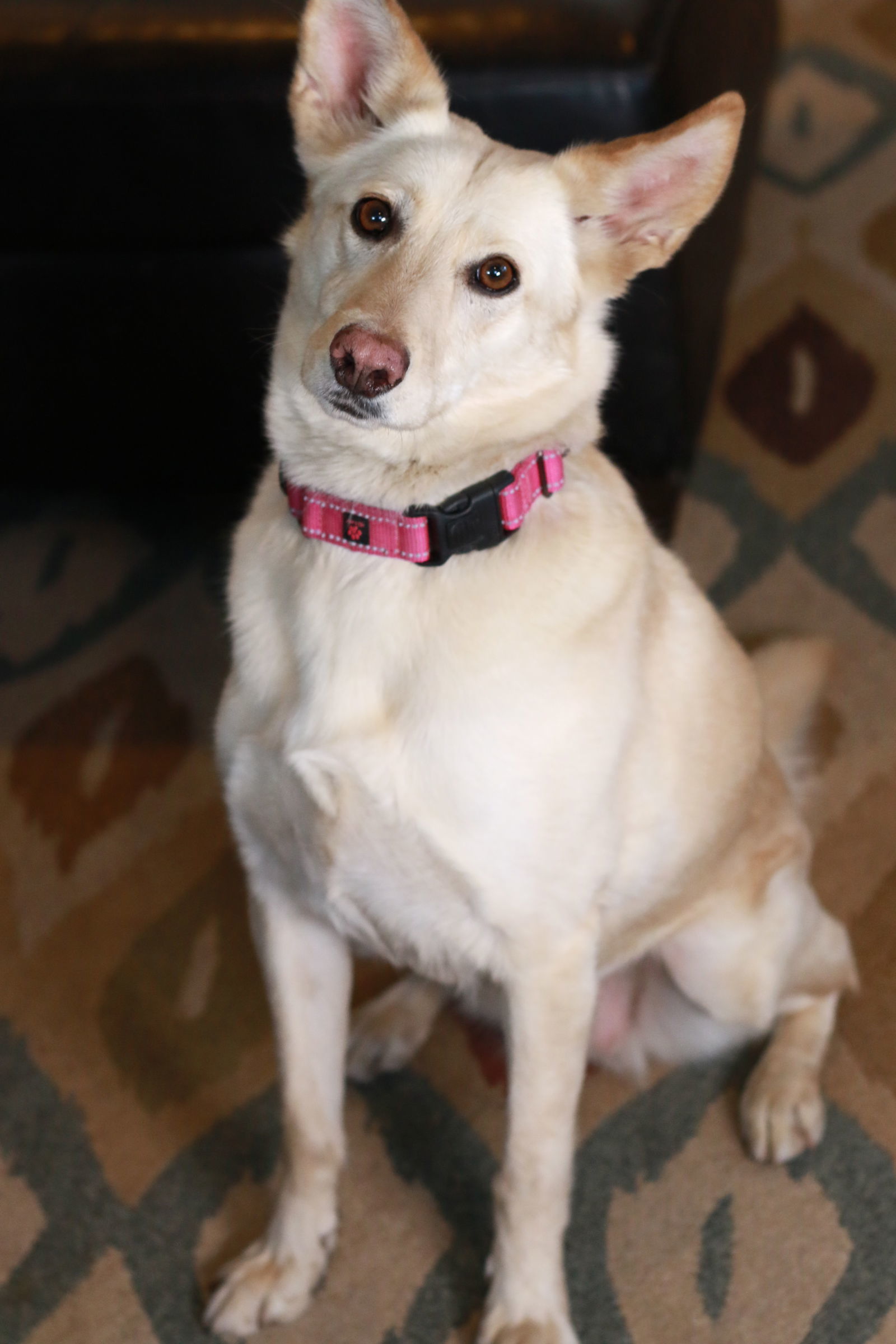 Cammie Bella, an adoptable Shepherd in Mankato, MN, 56001 | Photo Image 1