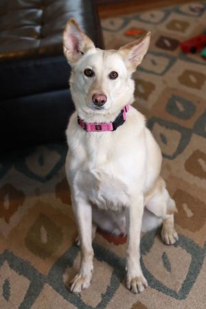 Cammie Bella, Adult Female Shepherd