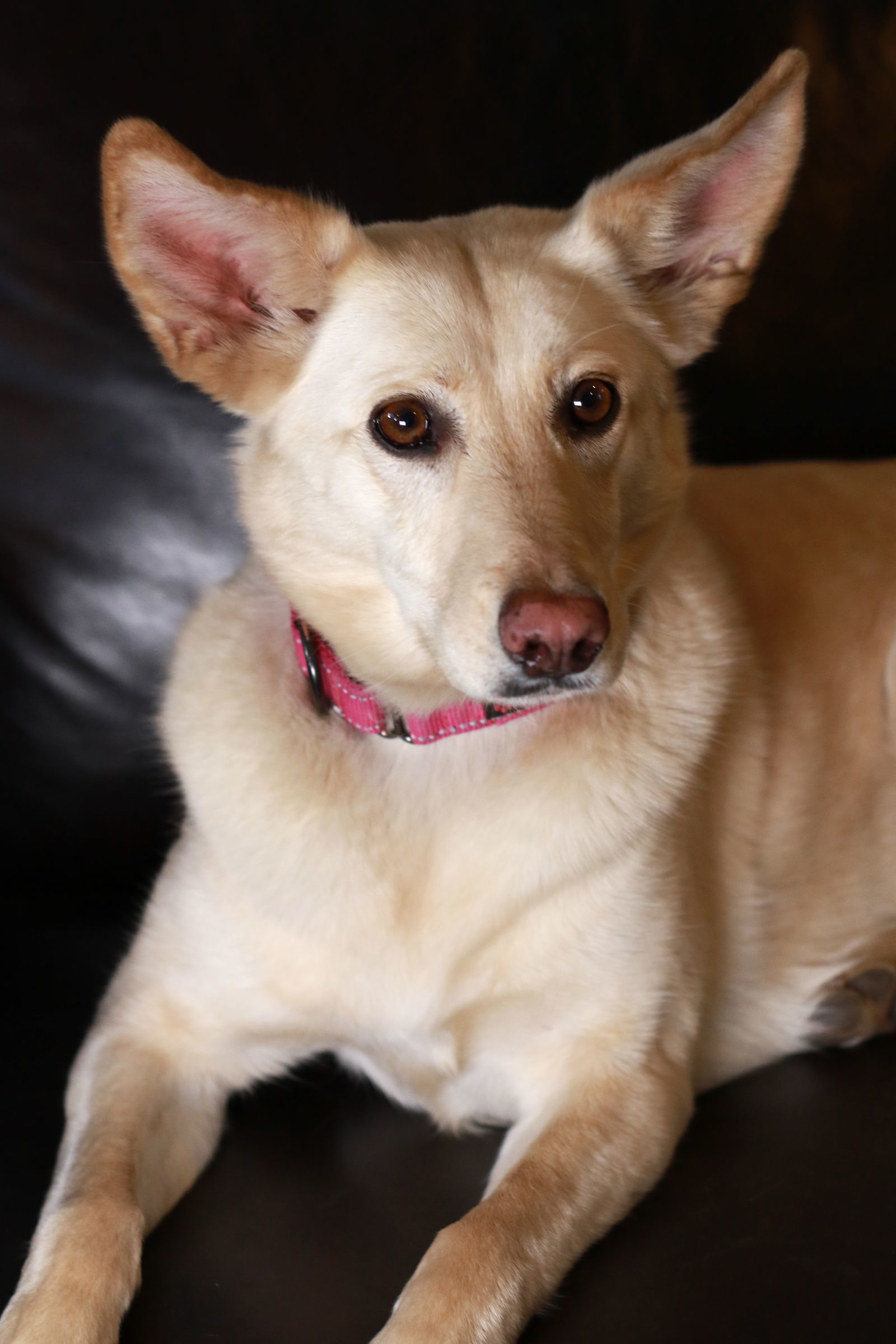 Cammie Bella, an adoptable Shepherd in Mankato, MN, 56001 | Photo Image 2