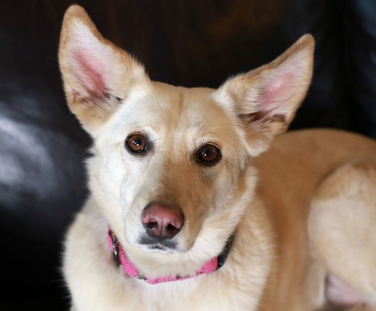 Cammie Bella, an adoptable Shepherd in Mankato, MN, 56001 | Photo Image 3