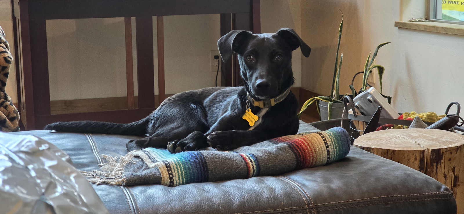 Pedrito, an adoptable Border Collie in Salt Lake City, UT, 84171 | Photo Image 1