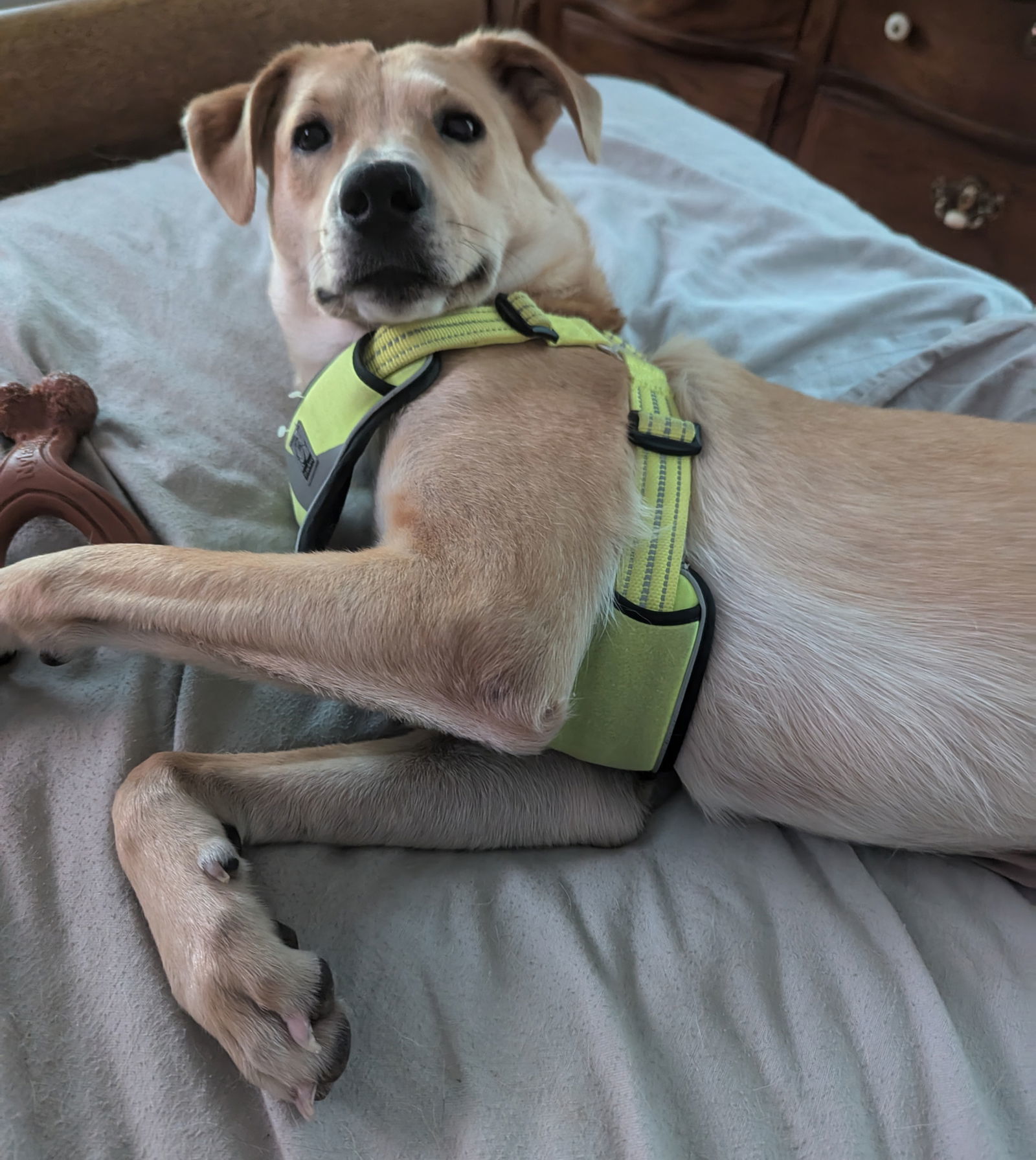 Peach, an adoptable Labrador Retriever in St. Cloud, MN, 56301 | Photo Image 1