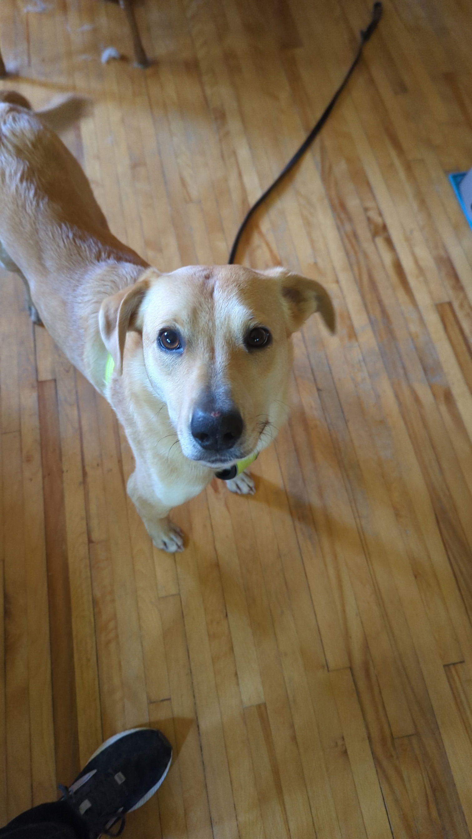 Peach, an adoptable Labrador Retriever in St. Cloud, MN, 56301 | Photo Image 2