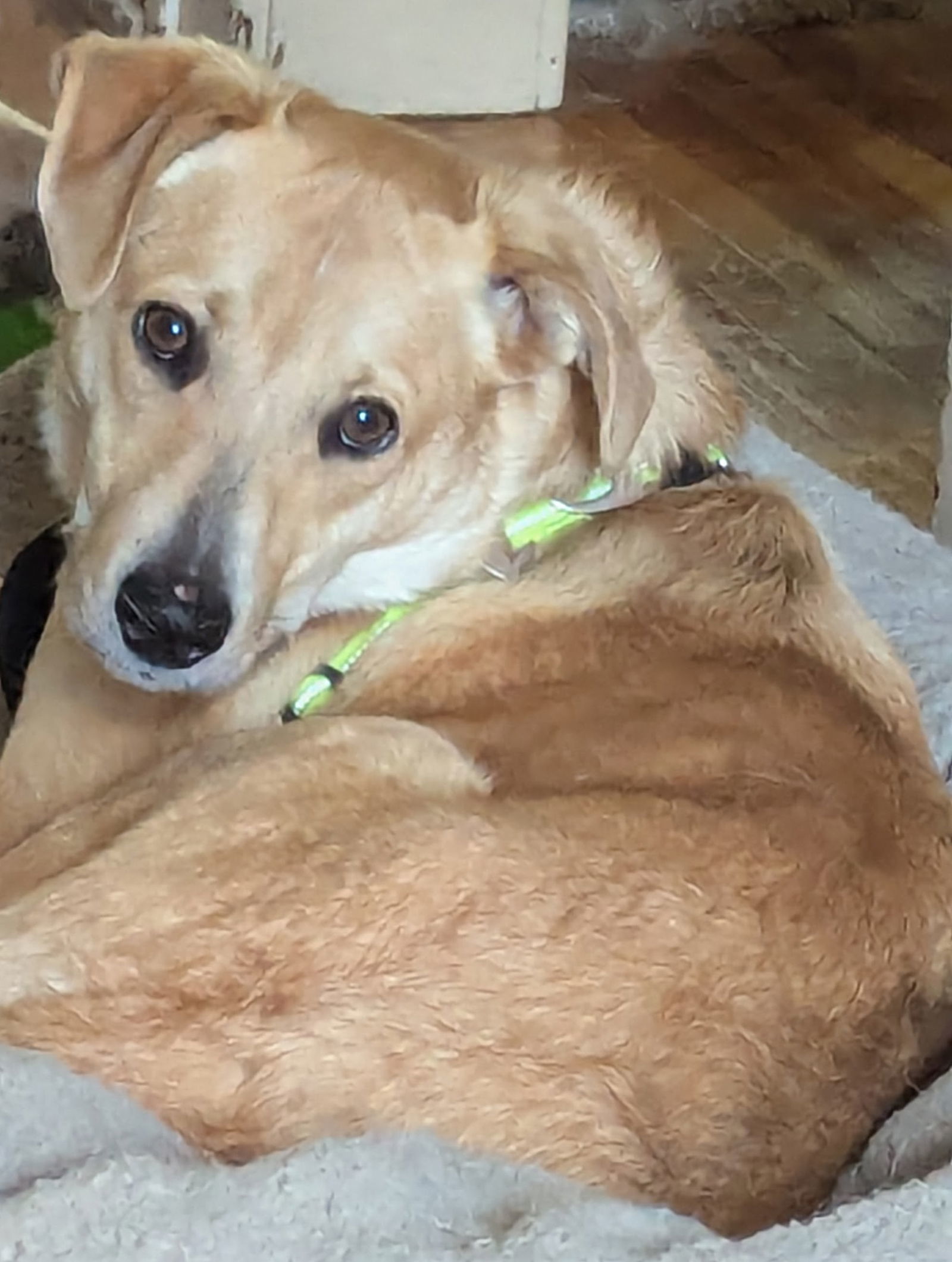 Peach, an adoptable Labrador Retriever in St. Cloud, MN, 56301 | Photo Image 3