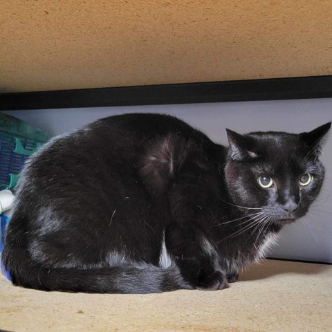 Hobbs, an adoptable Domestic Short Hair in Wadena, MN, 56482 | Photo Image 2