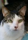 Oliver - Available in Foster photo 1