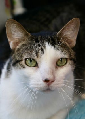 Oliver - Available in Foster, Adult Male Domestic Short Hair