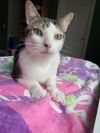 Oliver - Available in Foster photo 2