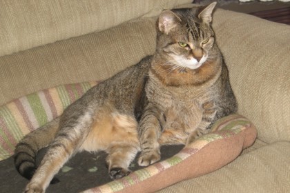 Snuggles - Available In Foster