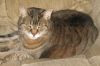 Snuggles - Available In Foster photo 2