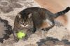 Snuggles - Available In Foster photo 3
