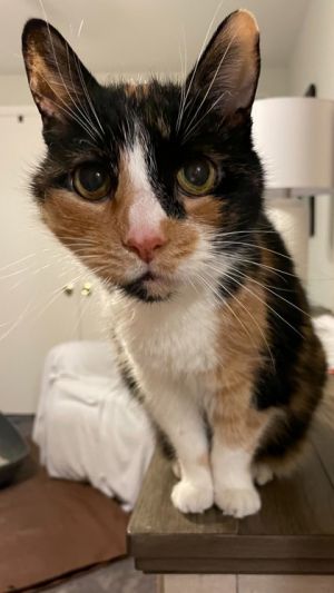Miffy - Available in Foster, Senior Female Domestic Short Hair