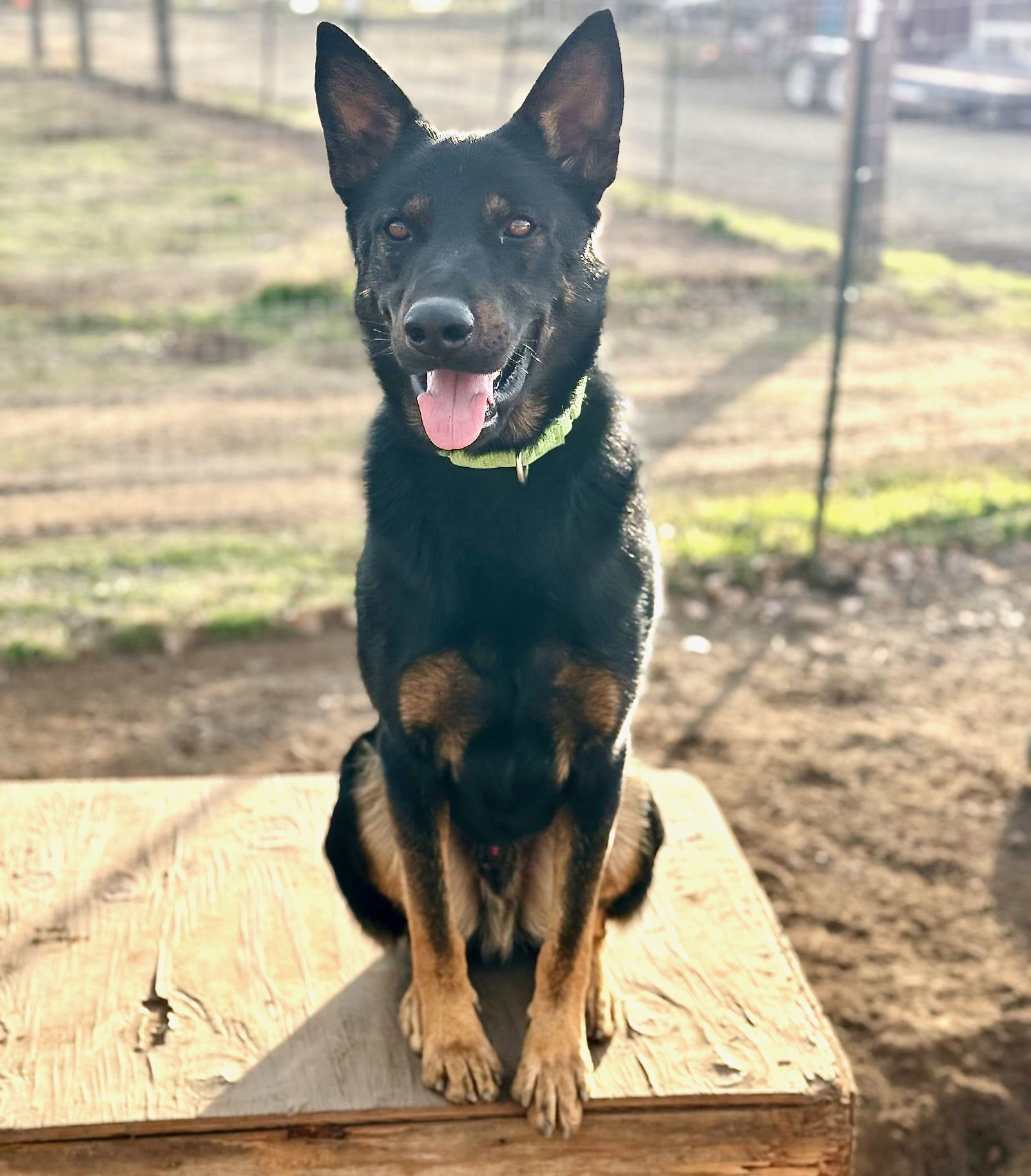 Lonny, an adoptable Beauceron, Cattle Dog in Yreka, CA, 96097 | Photo Image 1