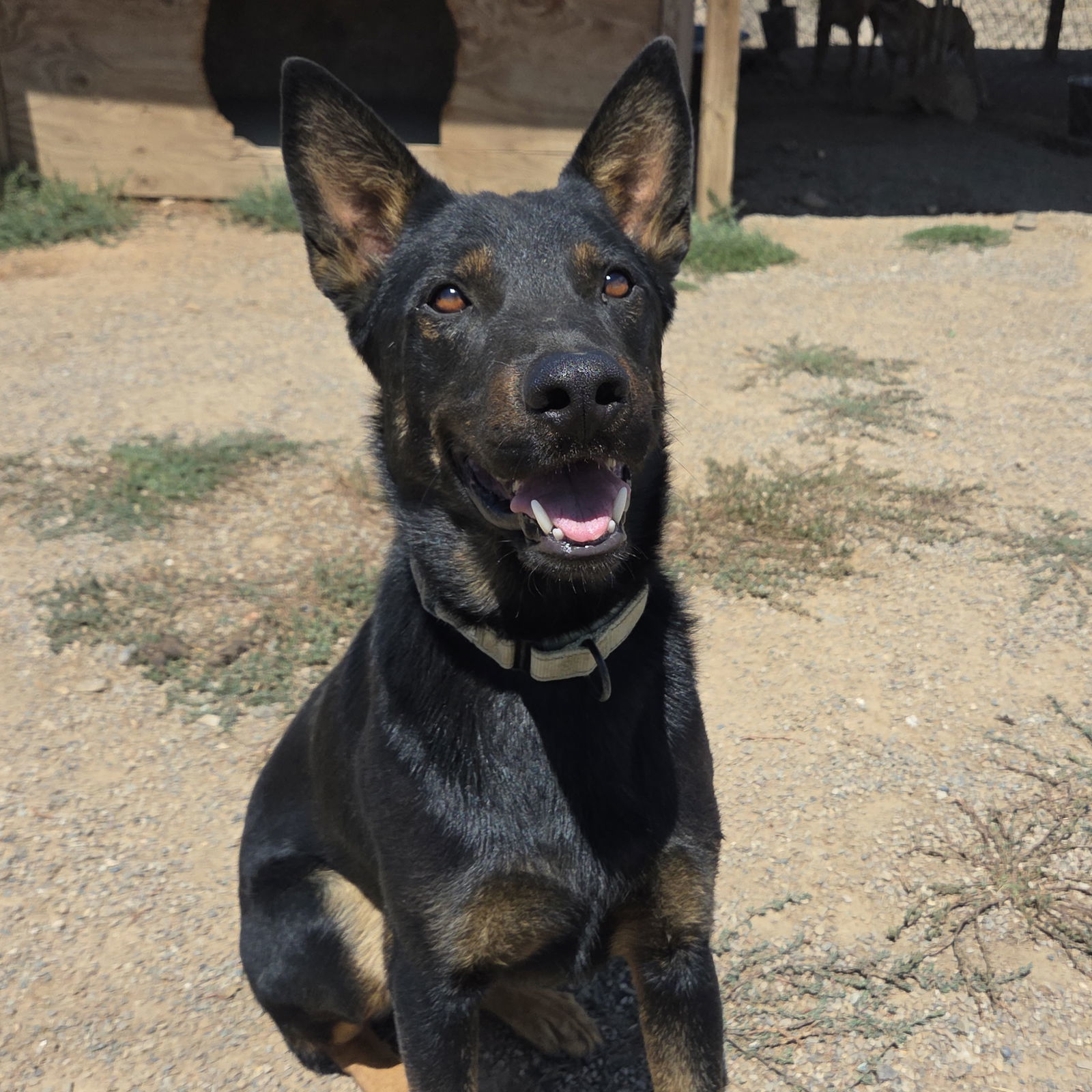 Lonny, an adoptable Beauceron, Cattle Dog in Yreka, CA, 96097 | Photo Image 1